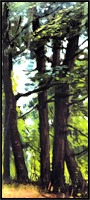 Trees, a landscape painting by Juglaris